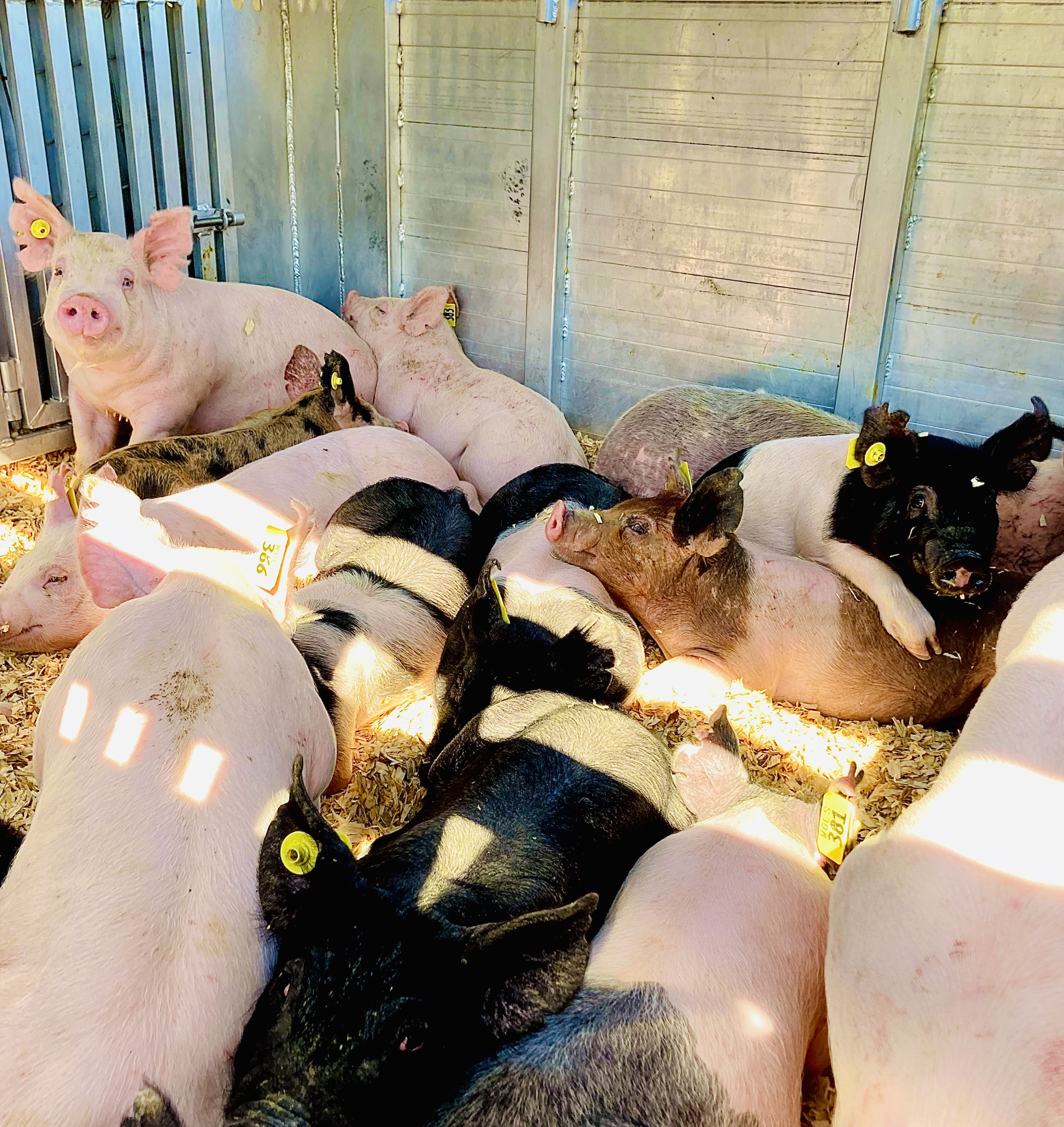 Pigs waiting for sorting