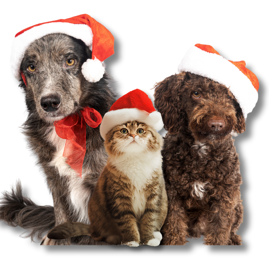 two dogs and a cat wearing Santa hats