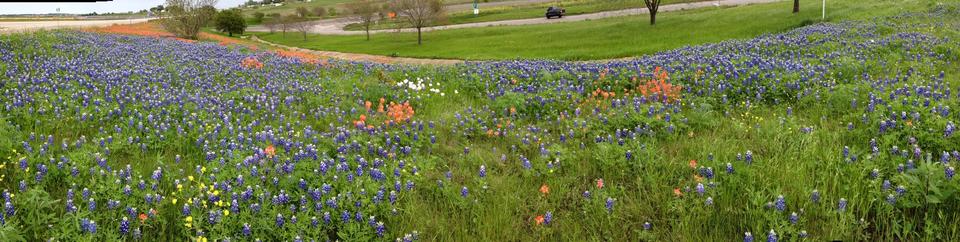 portrait of a field of flowers 