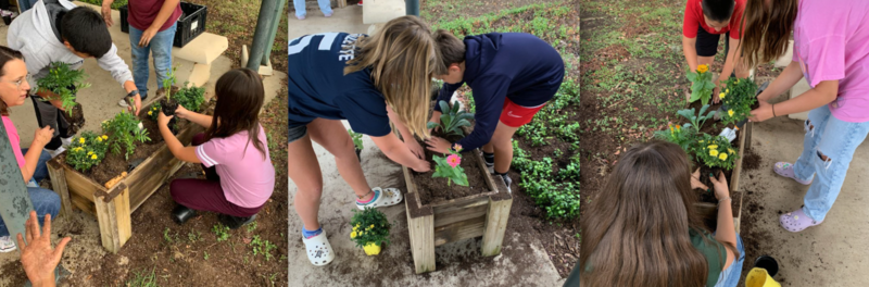 Pic Collage of Helotes Bulldogs participating in the Acorn Club planting flowers to beautify campus